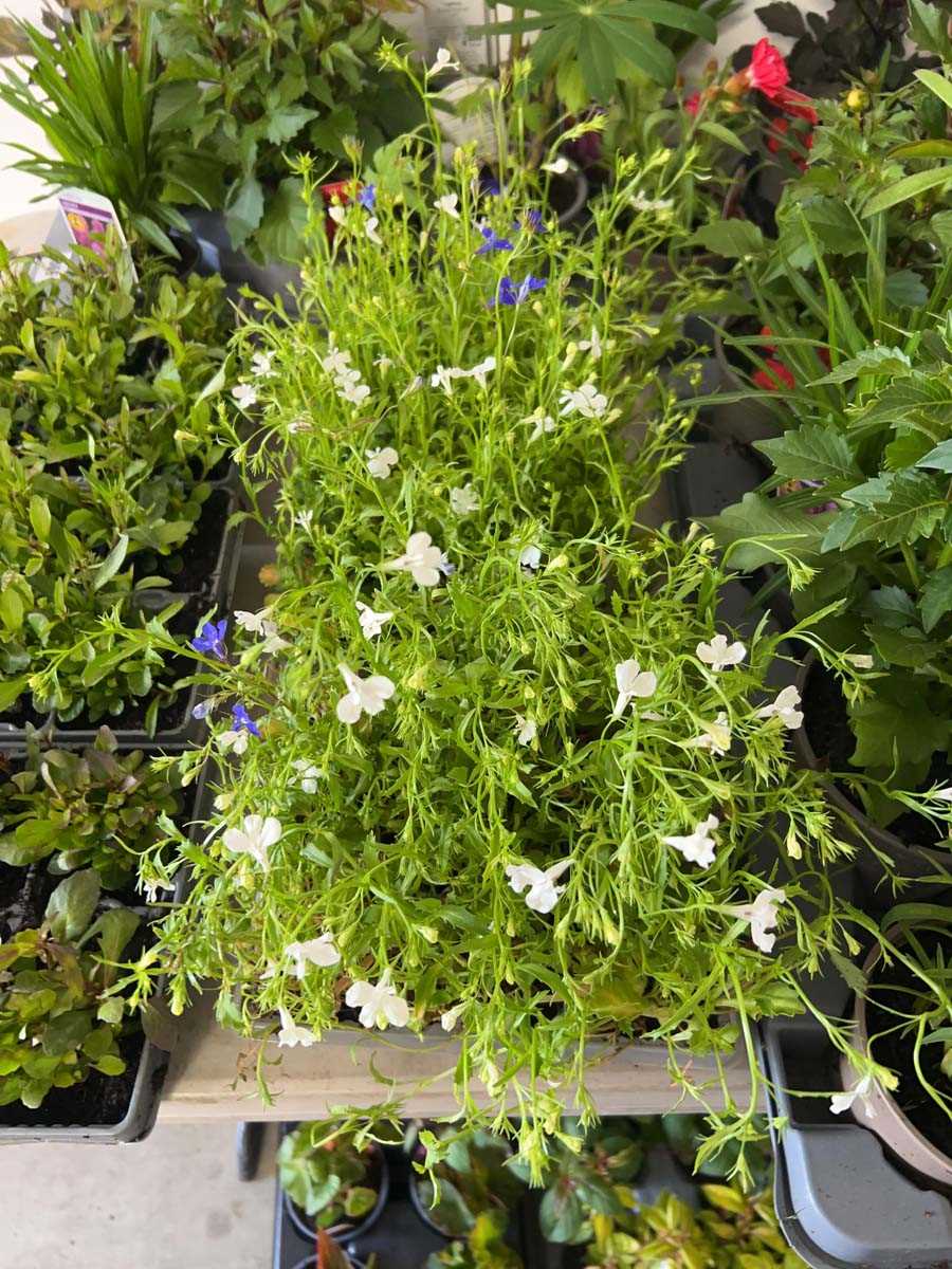 Lot 2567 - 3 trays containing 27 trailing white lobelia
