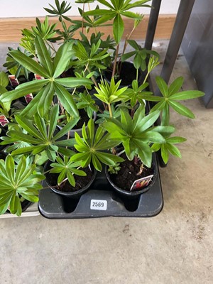 Lot Tray containing 6 large lupins