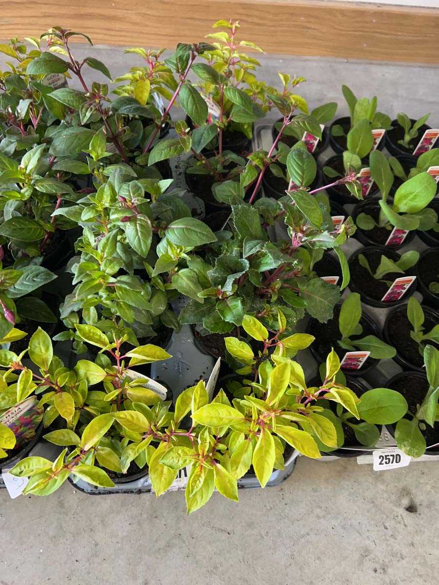 Lot 2571 - Tray containing 10 mixed fuchsia plants