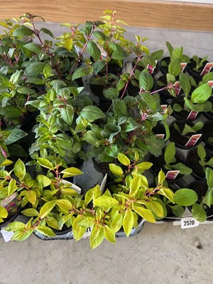 Lot Tray containing 10 mixed fuchsia plants