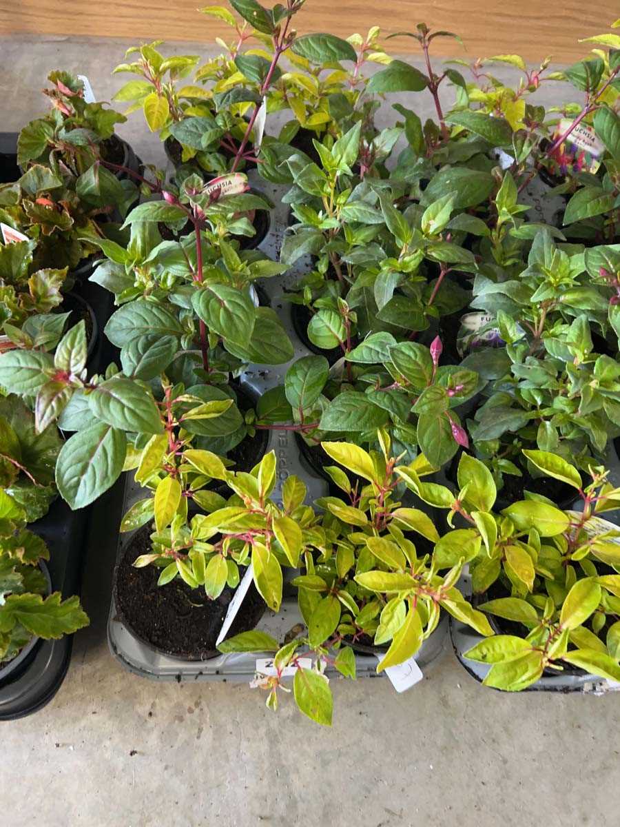 Lot 2572 - Tray containing 10 mixed fuchsia plants