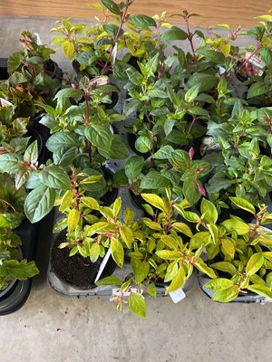 Lot Tray containing 10 mixed fuchsia plants