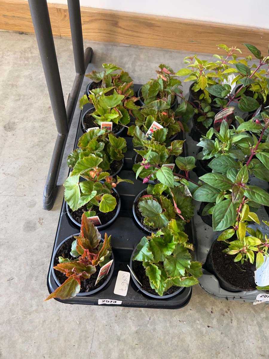 Lot 2573 - Tray containing 10 mixed begonia plants