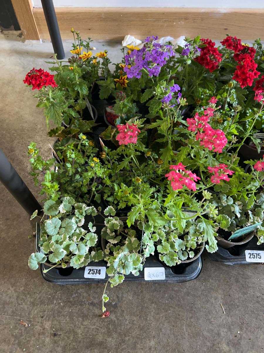 Lot 2574 - Tray containing 15 mixed basket plants