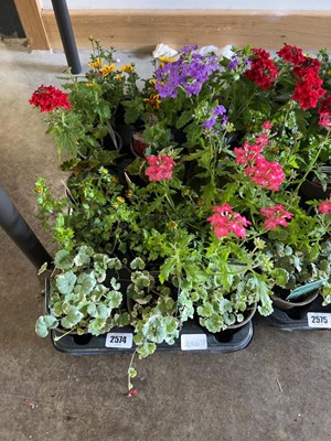 Lot Tray containing 15 mixed basket plants