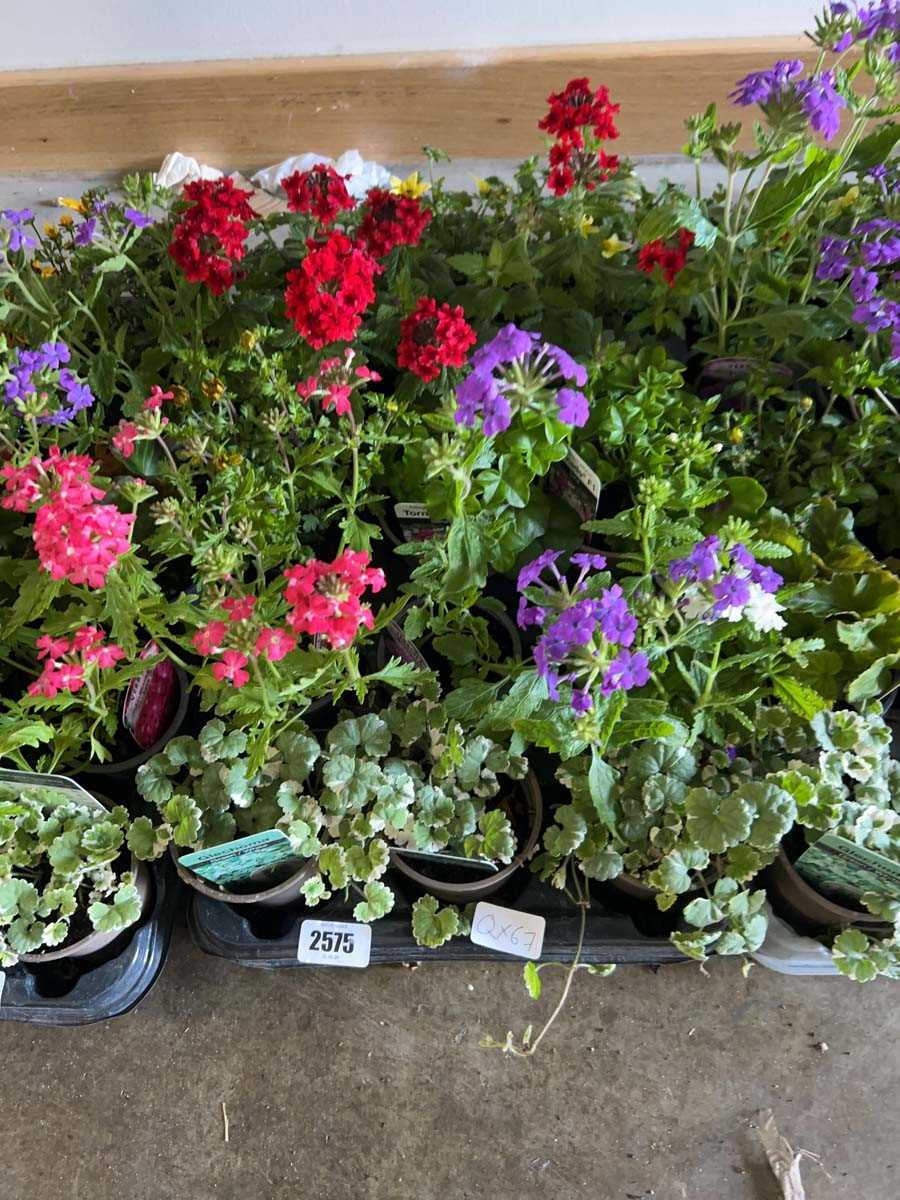 Lot 2575 - Tray containing 15 mixed basket plants