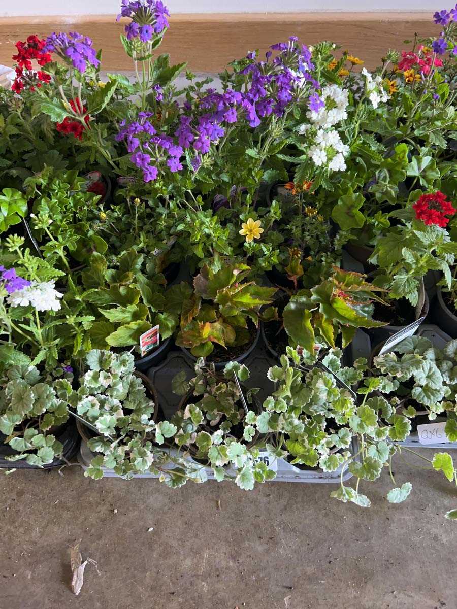 Lot 2576 - Tray containing 15 mixed basket plants