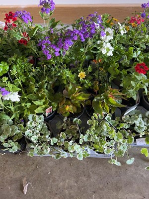 Lot Tray containing 15 mixed basket plants