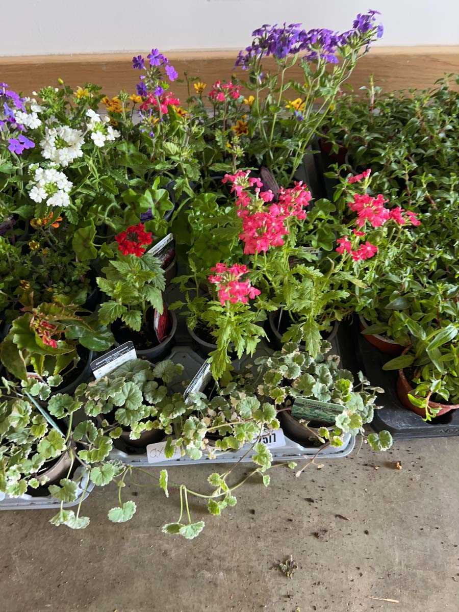 Lot 2577 - Tray containing 15 mixed basket plants
