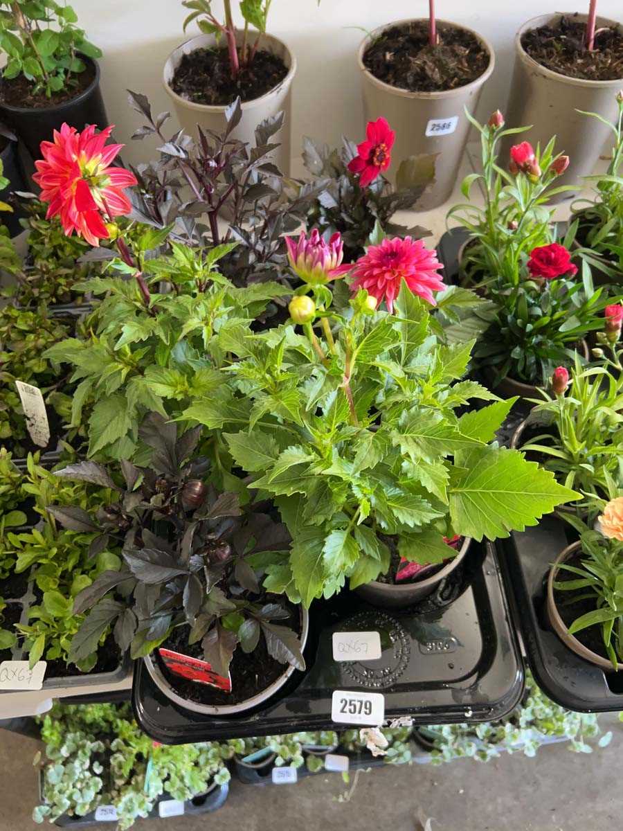 Lot 2579 - Tray containing 6 large mixed dahlia plants