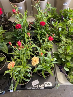 Lot Tray containing 8 dianthus plants