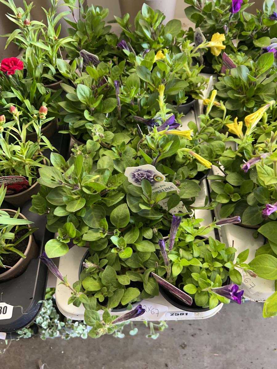 Lot 2581 - Tray containing 12 tumbelina petunia plants