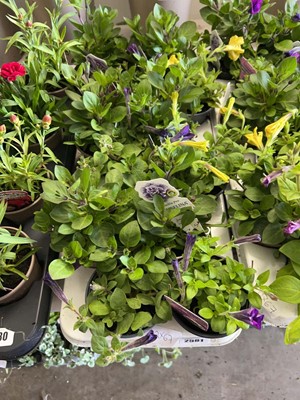 Lot Tray containing 12 tumbelina petunia plants