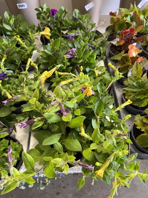 Lot Tray containing 12 tumbelina petunia plants