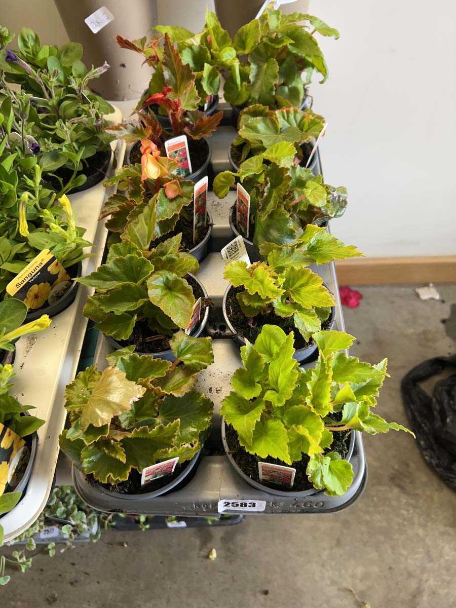 Lot 2583 - Tray containing mixed begonia plants