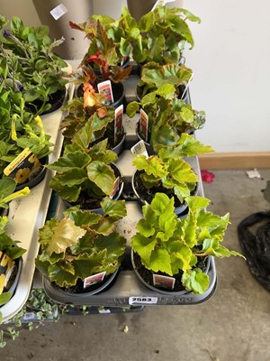Lot Tray containing mixed begonia plants
