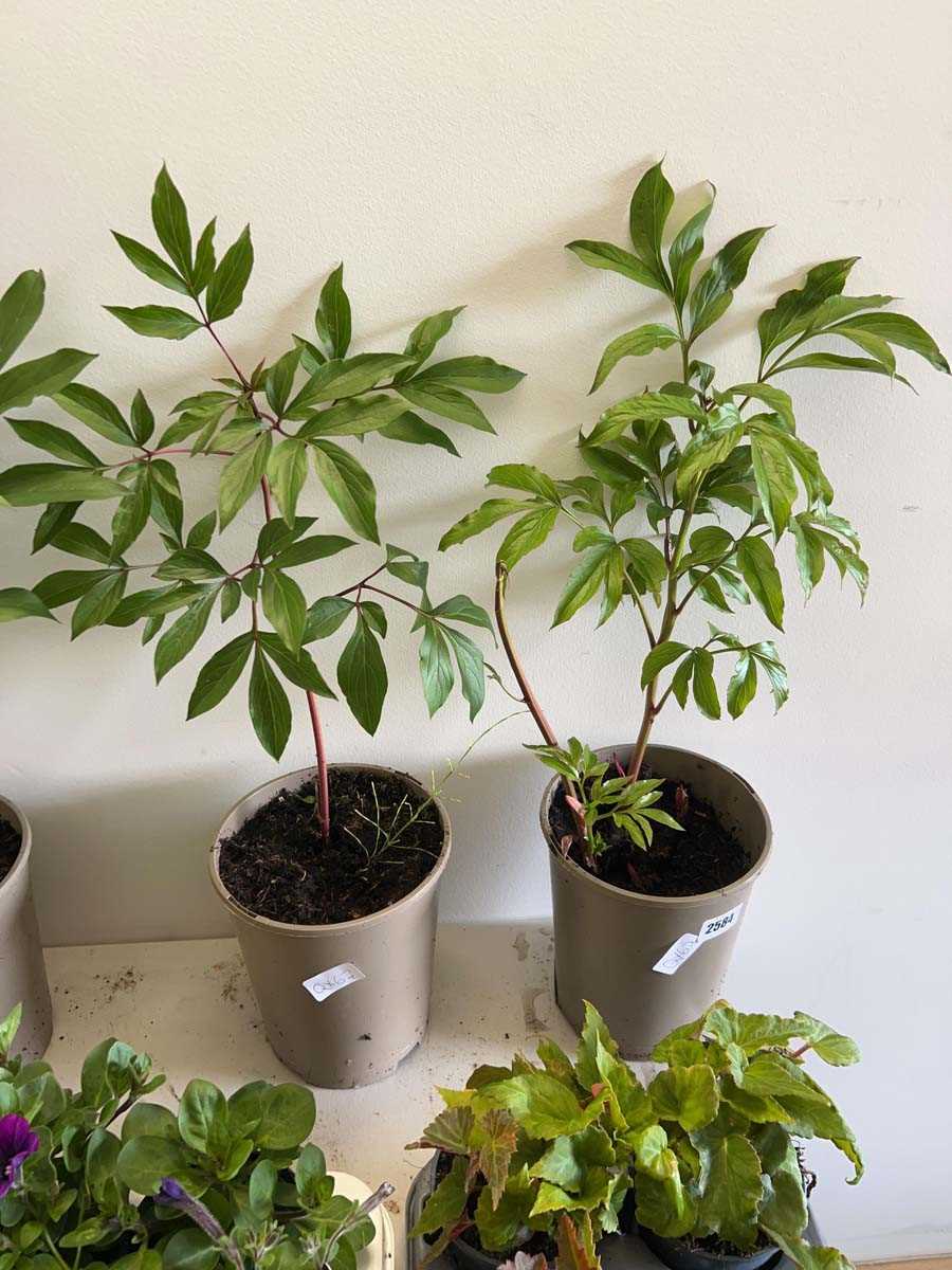Lot 2584 - 2 large potted peony plants