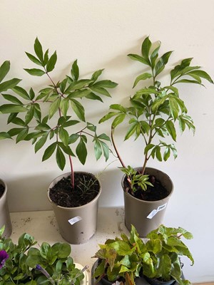 Lot 2 large potted peony plants