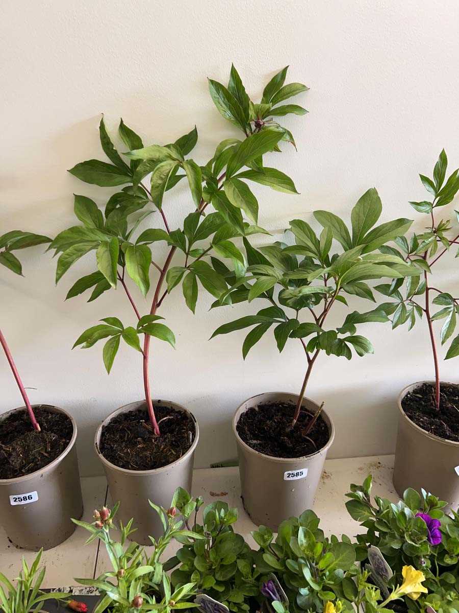 Lot 2585 - 2 large potted peony plants