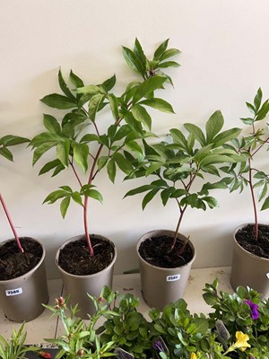 Lot 2585 - 2 large potted peony plants