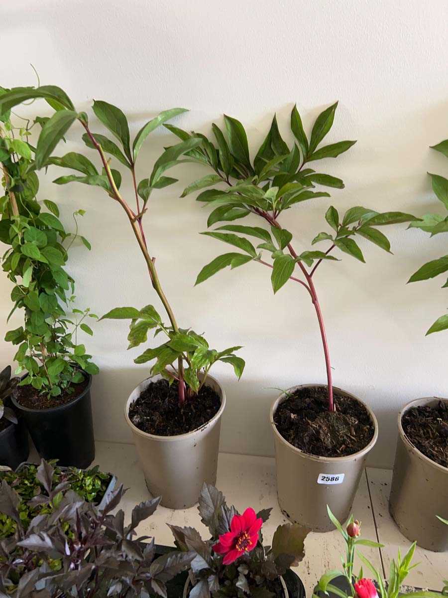 Lot 2586 - 2 large potted peony plants