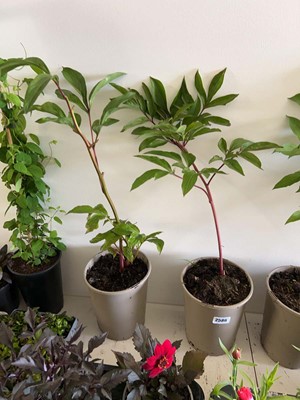Lot 2586 - 2 large potted peony plants