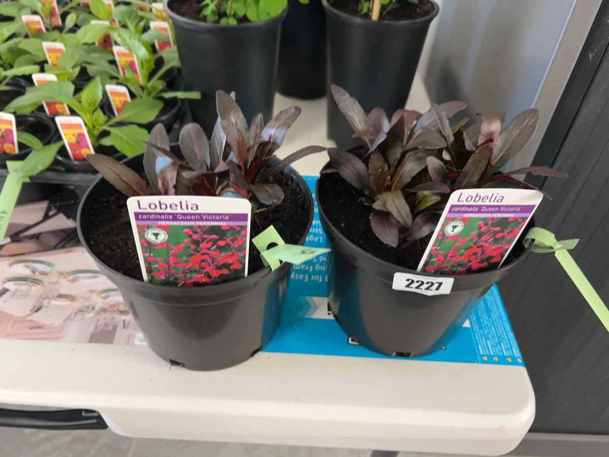 Lot 2588 - Pair of potted Queen Victoria lobelia plants
