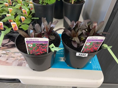Lot Pair of potted Queen Victoria lobelia plants
