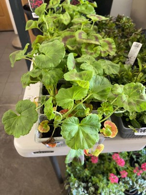 Lot 2590 - 3 trays containing 18 geranium plants