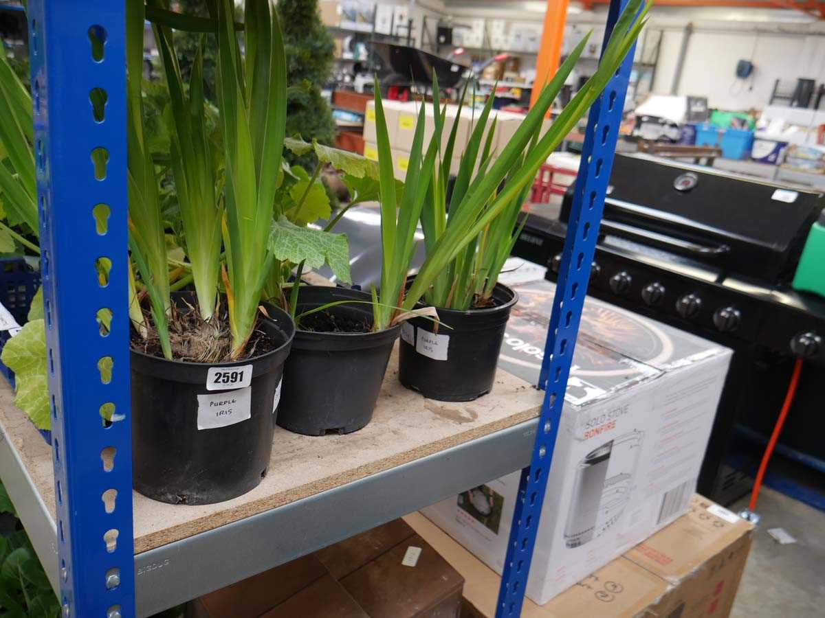 Lot 2591 - 3 potted purple iris plants