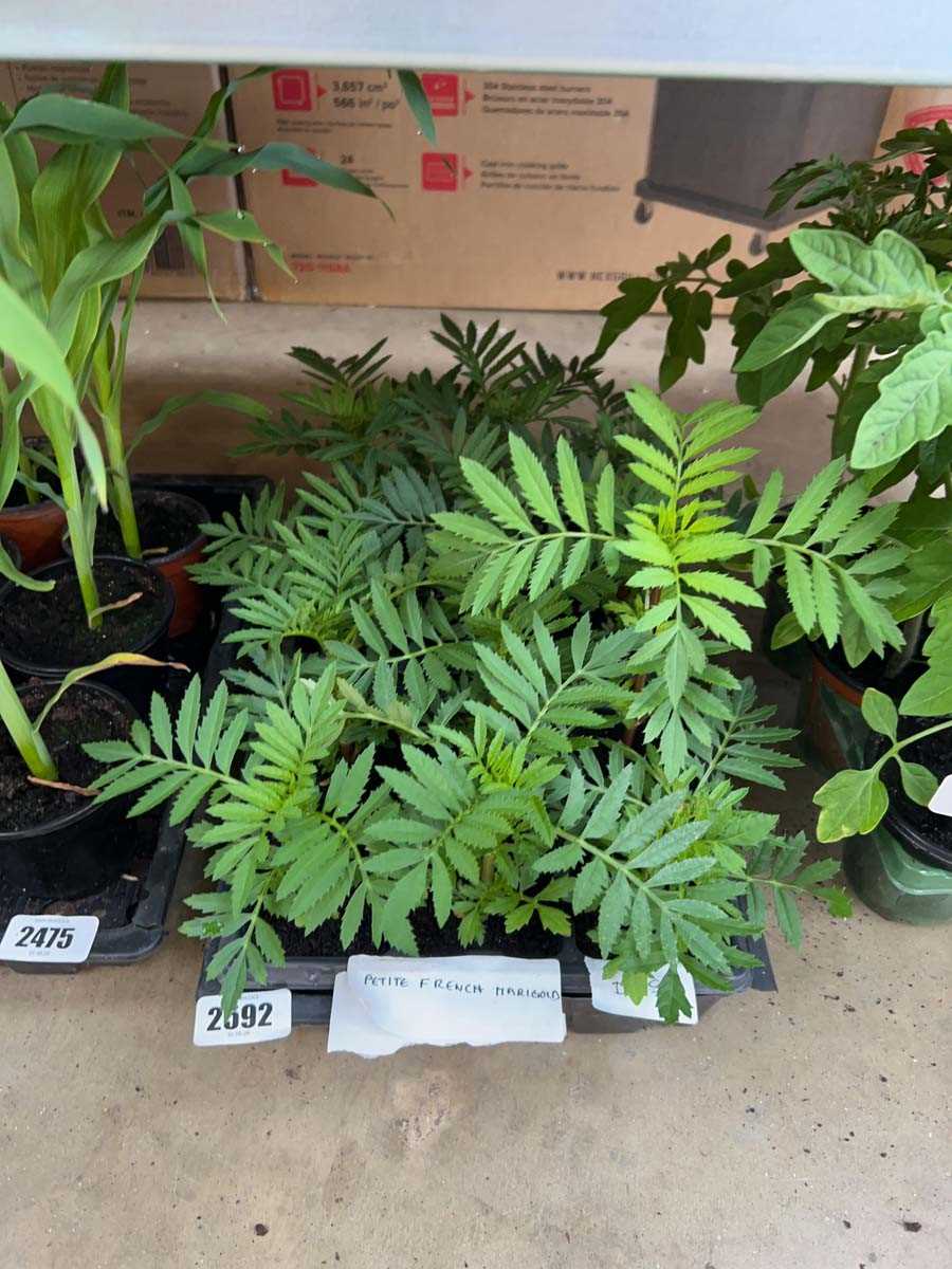Lot 2592 - Tray containing 12 French marigold plants