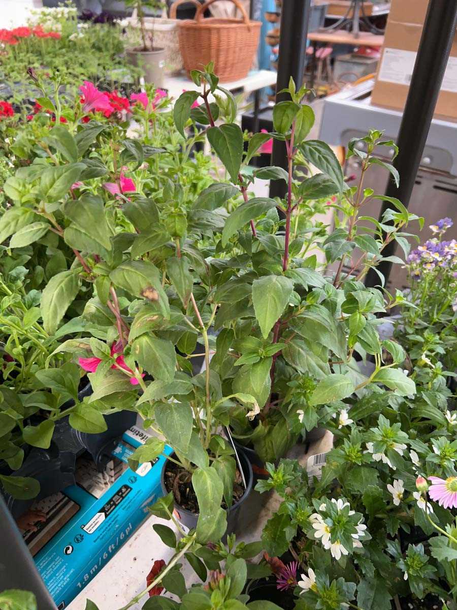 Lot 2593 - 3 potted Carmel Blue fuchsia bushes