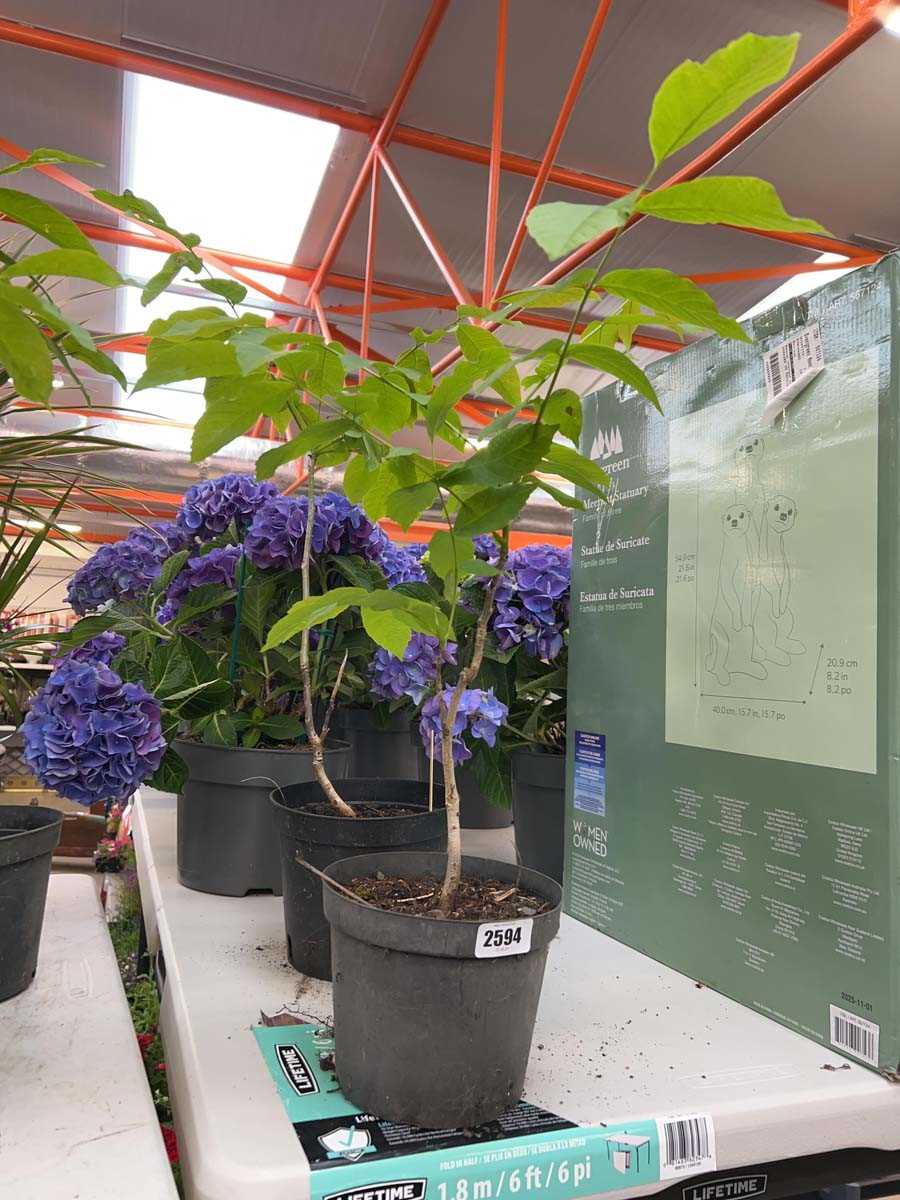 Lot 2594 - Pair of potted walnut trees