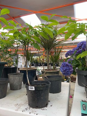 Lot 2595 - Pair of potted walnut trees