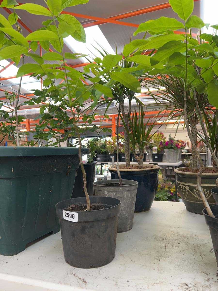 Lot 2596 - Pair of potted walnut trees