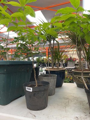 Lot 2596 - Pair of potted walnut trees