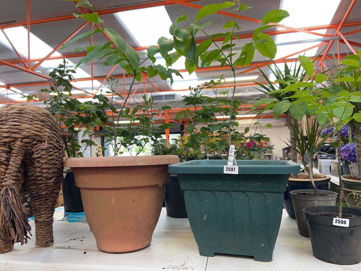 Lot 2597 - Pair of potted walnut trees