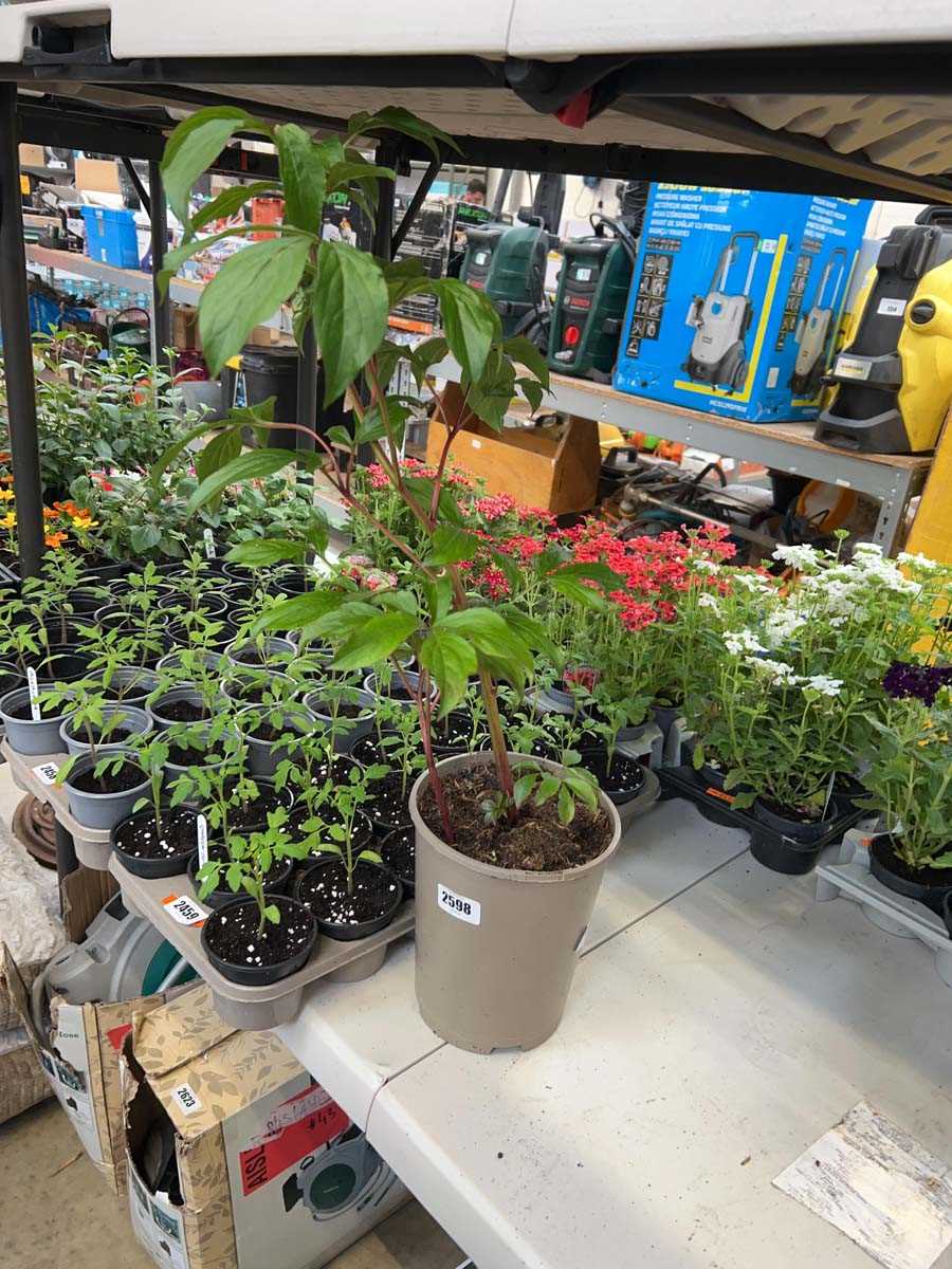 Lot 2598 - Potted peony plant