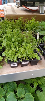 Lot 2666 - 4 small trays of bedding lobelia
