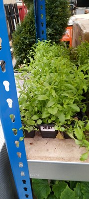 Lot 2667 - 4 small trays of bedding lobelia