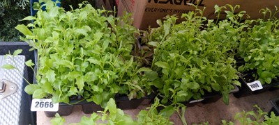 Lot 2668 - 4 small trays of bedding lobelia
