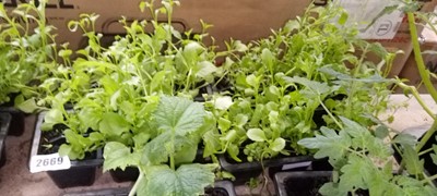 Lot 2669 - 4 small trays of bedding lobelia