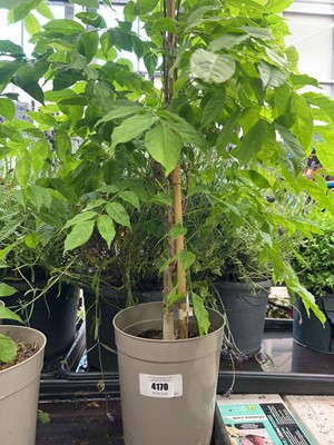 Lot 4170 - Wisteria