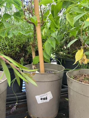 Lot 4168 - Wisteria