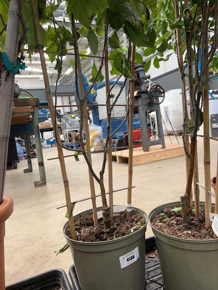 Lot 4136 - Apple Cox's Orange Pippin on fan trellis