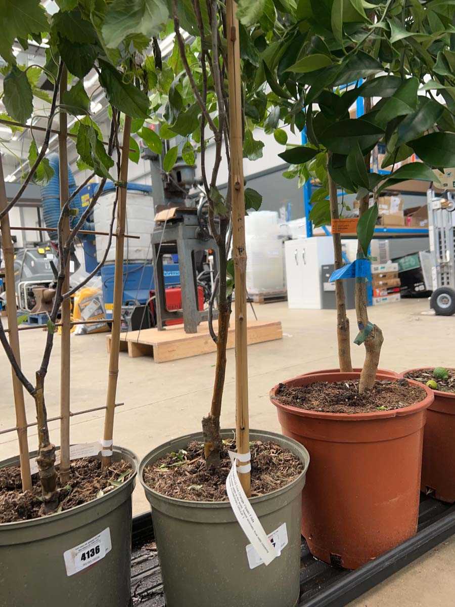 Lot 4137 - Apple Cox's Orange Pippin on fan trellis