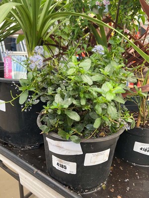 Lot 4185 - Ceanothus