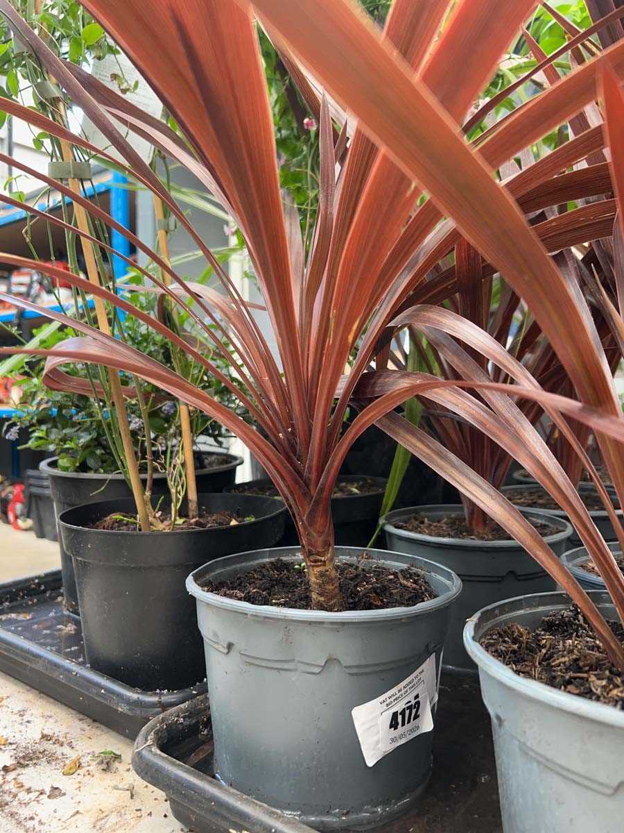Lot 4172 - Red Cordyline