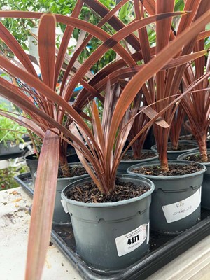 Lot 4171 - Red Cordyline