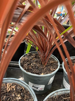 Lot 4173 - Red Cordyline
